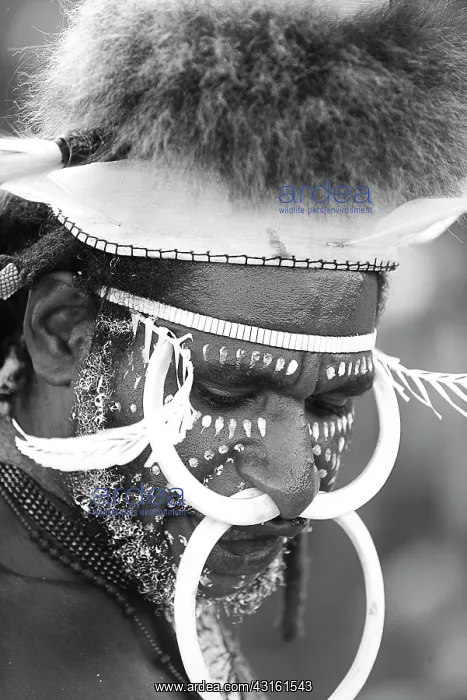 : Portrait of a Papua Warrior wearing pig teeth and feathers o : Portrait of a Papua Warrior wearing pig teeth and feathers o