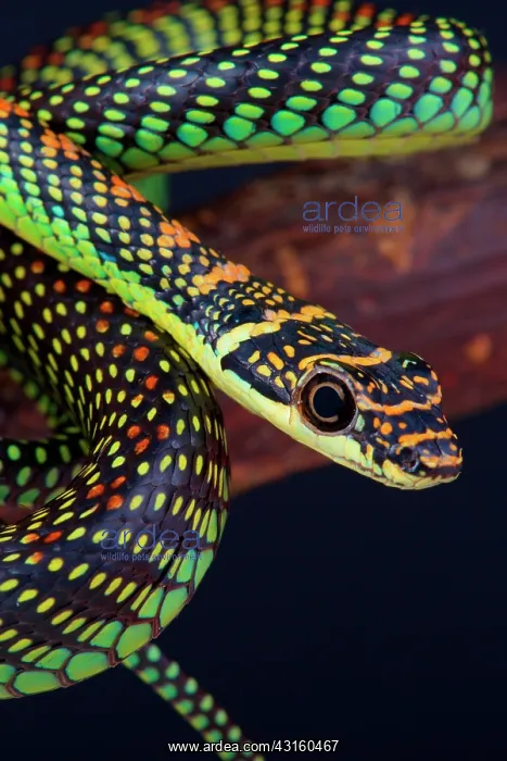 : Portrait of Paradise tree snake (Chrysopelea paradise) : Portrait of Paradise tree snake (Chrysopelea paradise)