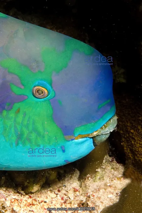 : Portrait of Parrotfish : Portrait of Parrotfish