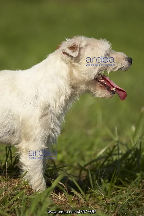 : Portrait of a Parson Russel Terrier : Portrait of a Parson Russel Terrier