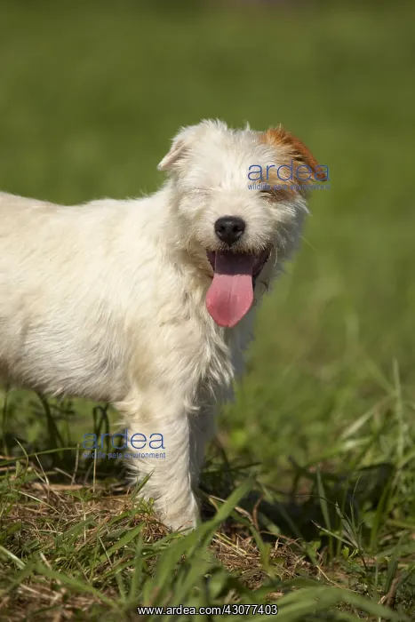 : Portrait of a Parson Russel Terrier : Portrait of a Parson Russel Terrier