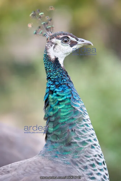 : Portrait of a peacock blue backyard Alsace France : Portrait of a peacock blue backyard Alsace France