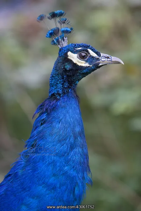 : Portrait of a peacock blue backyard Alsace France : Portrait of a peacock blue backyard Alsace France