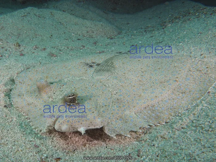: Portrait of peacock flounder (Bothus mancus) from : Portrait of peacock flounder (Bothus mancus) from
