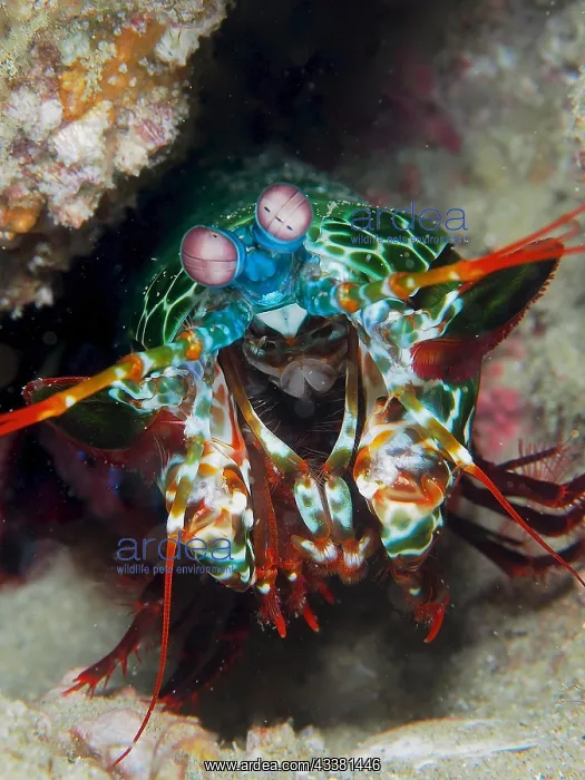 : Portrait of peacock mantis shrimp (Odontodactylus : Portrait of peacock mantis shrimp (Odontodactylus