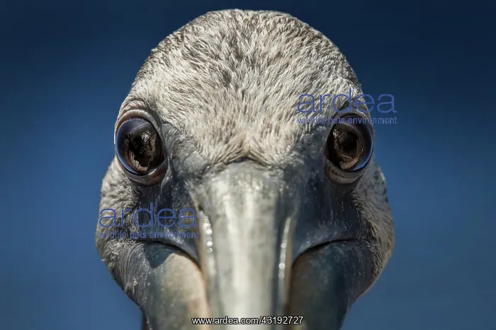 : Portrait of Peruvian Pelican (Pelecanus thagus) : Portrait of Peruvian Pelican (Pelecanus thagus)