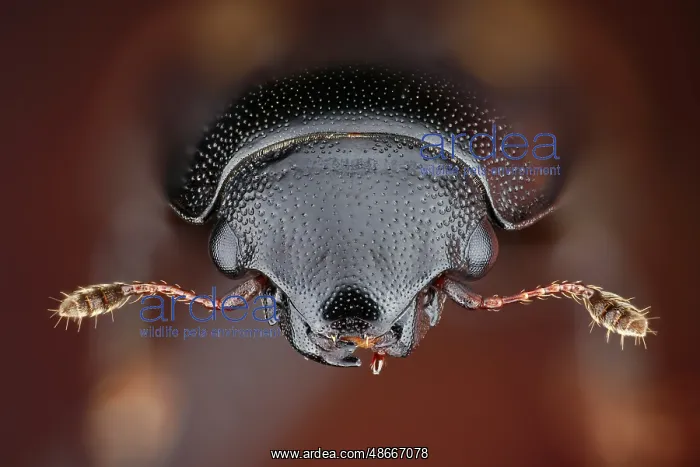 : Portrait of a picnic beetle (Glischrochilus quadrisignatus) : Portrait of a picnic beetle (Glischrochilus quadrisignatus)