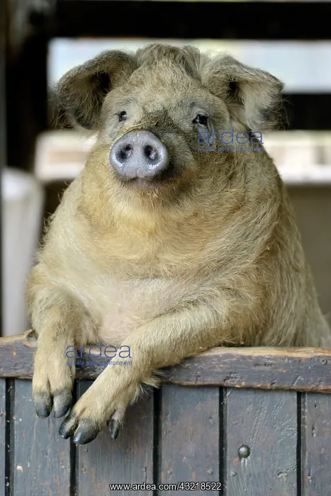: Portrait of Pig at the door of a farmhouse - France : Portrait of Pig at the door of a farmhouse - France