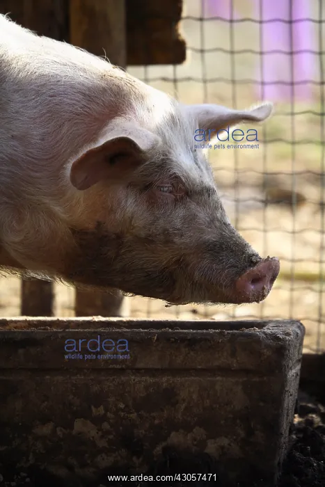 : Portrait of Pig France : Portrait of Pig France