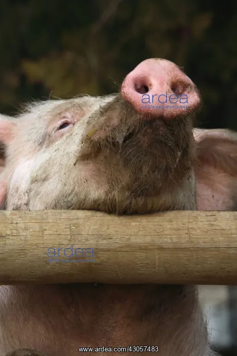 : Portrait of Pig France : Portrait of Pig France