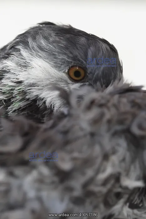 : Portrait of Pigeon frise with head in feathers France : Portrait of Pigeon frise with head in feathers France