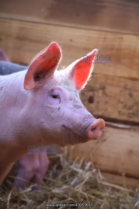 : Portrait of Piglet Large White x Duroc 15 days old : Portrait of Piglet Large White x Duroc 15 days old