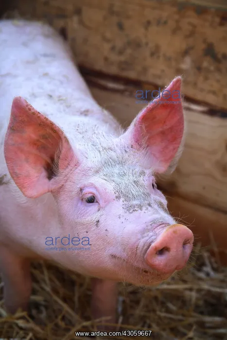 : Portrait of Piglet Large White x Duroc 15 days old : Portrait of Piglet Large White x Duroc 15 days old
