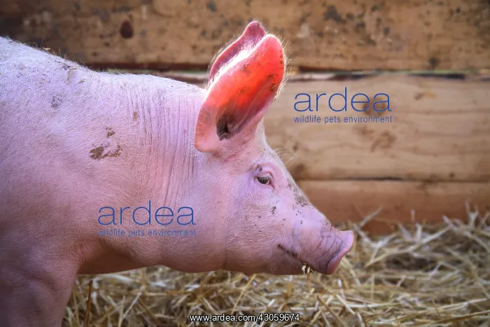 : Portrait of Piglet Large White x Duroc 15 days old : Portrait of Piglet Large White x Duroc 15 days old