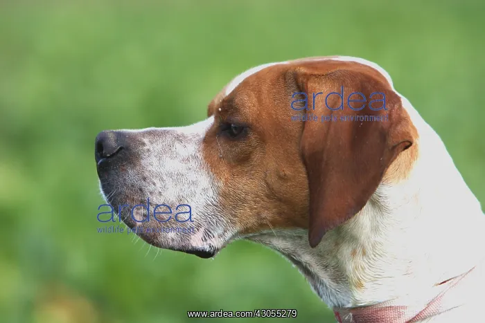 : Portrait of a Pointer France : Portrait of a Pointer France