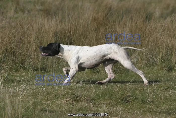 : Portrait of a Pointer hunting in a marsh France