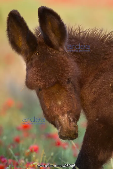 : Portrait of Poitou colt in Poppies France : Portrait of Poitou colt in Poppies France