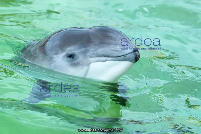 : Portrait of a Porpoise ( Phocoenidae) De Koog, Texel : Portrait of a Porpoise ( Phocoenidae) De Koog, Texel