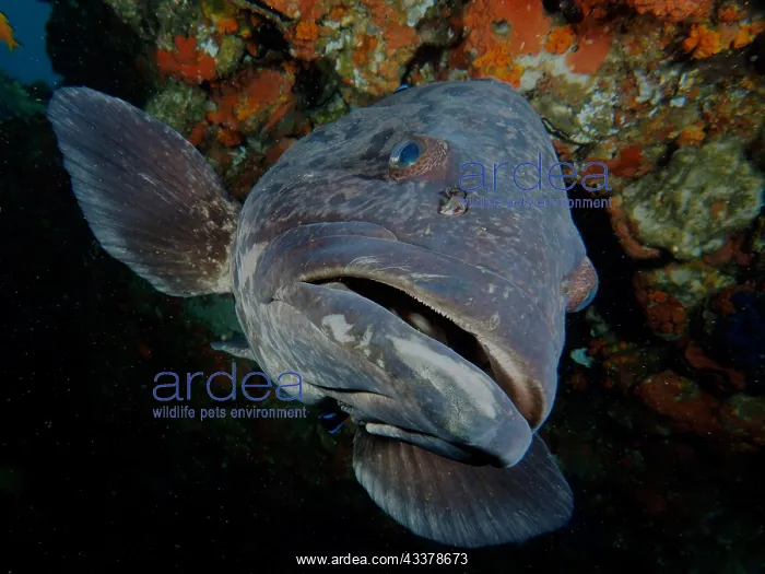  : Portrait of potato grouper (Epinephelus tukula)