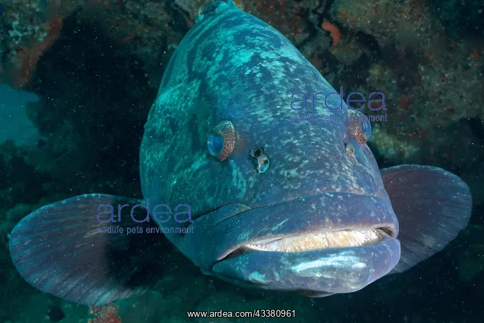 : Portrait of potato grouper (Epinephelus tukula) : Portrait of potato grouper (Epinephelus tukula)