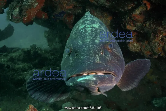 : Portrait of potato grouper (Epinephelus tukula) : Portrait of potato grouper (Epinephelus tukula)