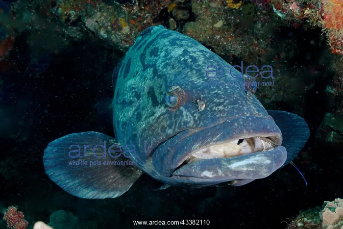 : Portrait of potato grouper (Epinephelus tukula) : Portrait of potato grouper (Epinephelus tukula)