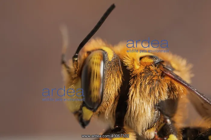 : Portrait of Potter Bee (Anthidium florentinum) : Portrait of Potter Bee (Anthidium florentinum)