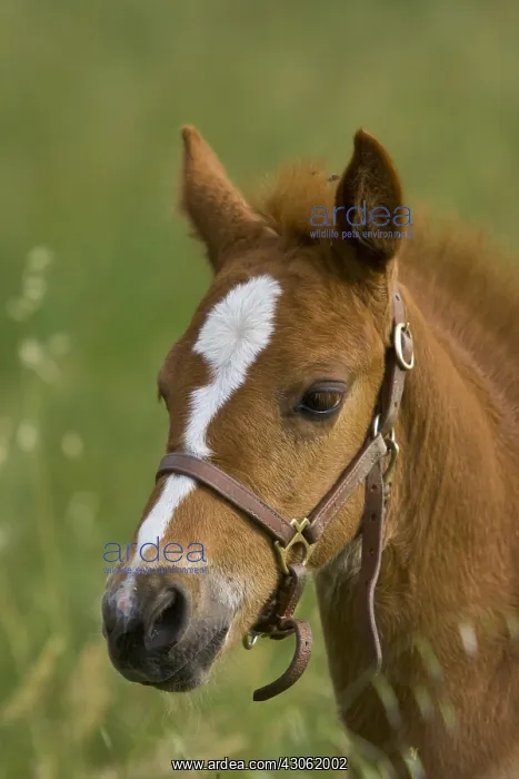 : Portrait Poulain cross Saddle French Arab and Thoroughbred : Portrait Poulain cross Saddle French Arab and Thoroughbred