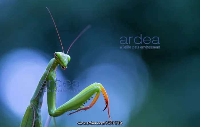 : Portrait of Praying Mantis (Mantis religiosa), Cantabria : Portrait of Praying Mantis (Mantis religiosa), Cantabria