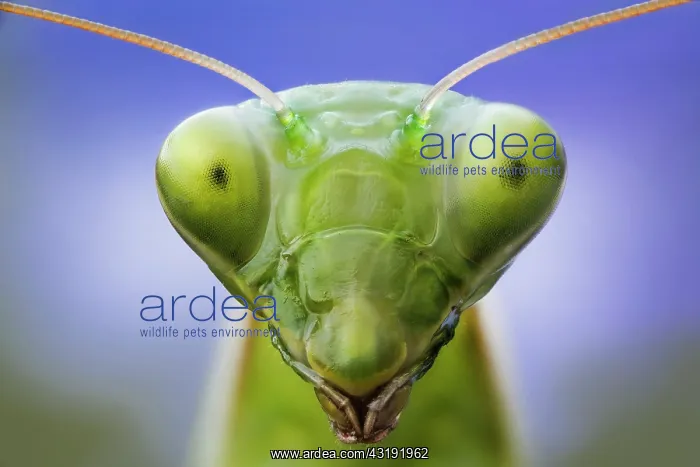 : Portrait of Praying mantis (Mantis religiosa) in : Portrait of Praying mantis (Mantis religiosa) in