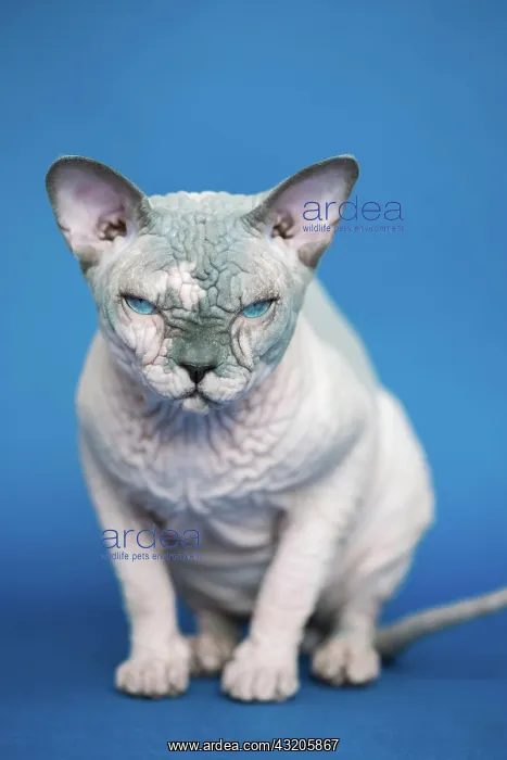 : Portrait of pretty Canadian Sphynx cat - breed of : Portrait of pretty Canadian Sphynx cat - breed of