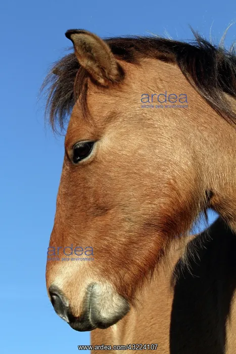 : Portrait of Przewalski foal in LozA re - France : Portrait of Przewalski foal in LozA re - France
