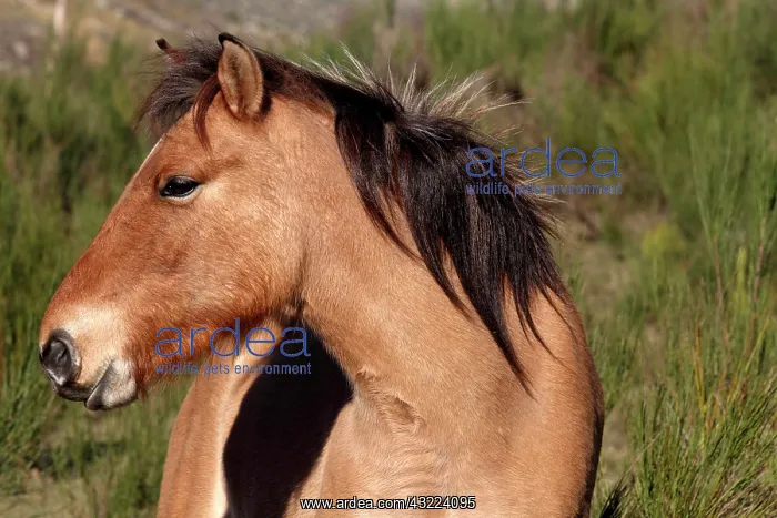 : Portrait of Przewalski horse in LozA re - France : Portrait of Przewalski horse in LozA re - France