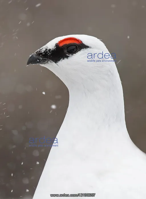 : Portrait of Ptarmigan (Lagopus muta) male in winter : Portrait of Ptarmigan (Lagopus muta) male in winter