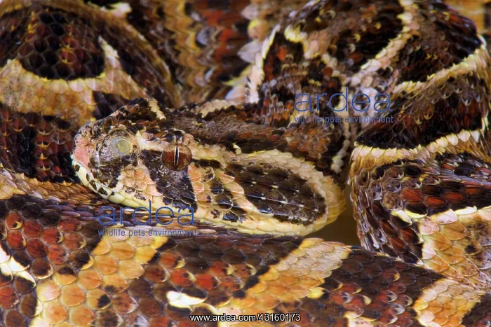 : Portrait of Puff adder (Bitis arietans) : Portrait of Puff adder (Bitis arietans)