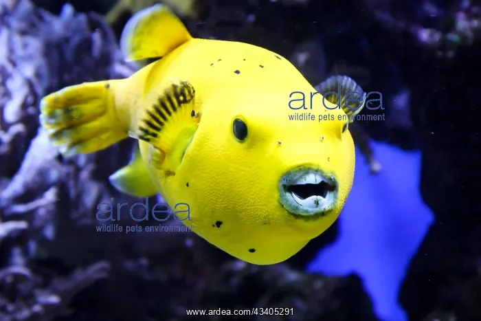 : Portrait of a puffer fish : Portrait of a puffer fish
