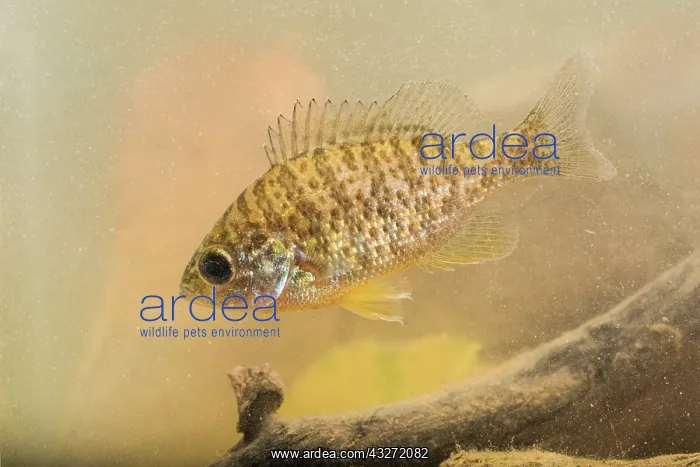 : Portrait of Pumpkinseed or sunfish (Lepomis gibbosus) : Portrait of Pumpkinseed or sunfish (Lepomis gibbosus)
