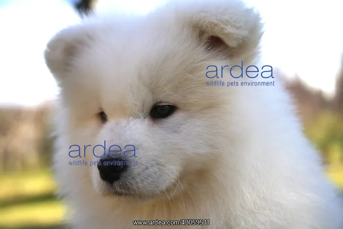 : Portrait of a Pup Samoyede sat in a garden : Portrait of a Pup Samoyede sat in a garden