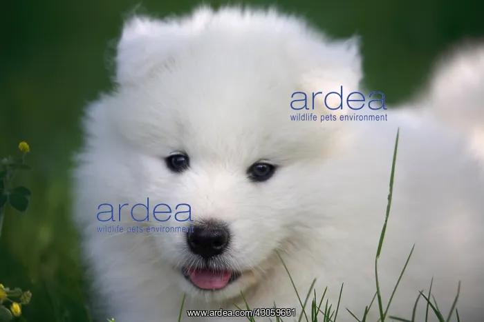 : Portrait of a Pup Samoyedes in a garden : Portrait of a Pup Samoyedes in a garden