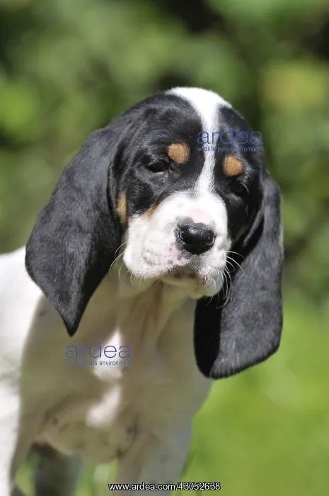 : Portrait of a Puppy Ariegeois : Portrait of a Puppy Ariegeois