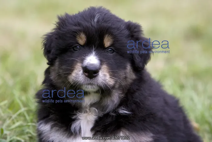 : Portrait of a Puppy Dog race Australian Shepherd : Portrait of a Puppy Dog race Australian Shepherd