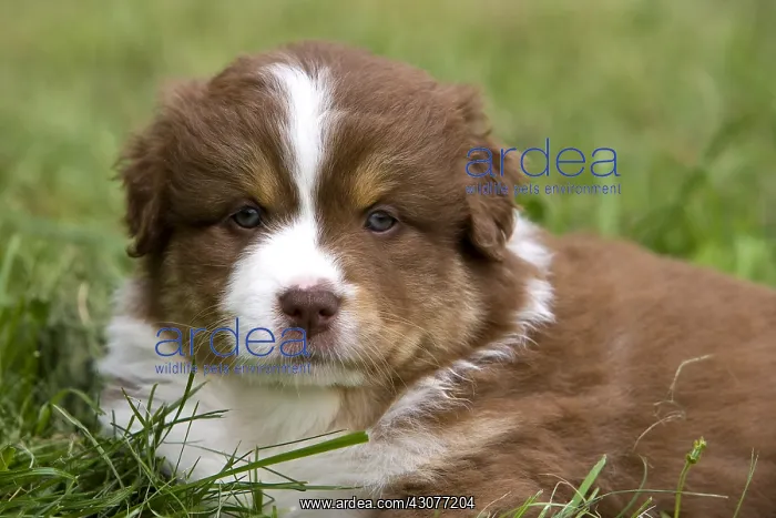  : Portrait of a Puppy Dog race Australian Shepherd