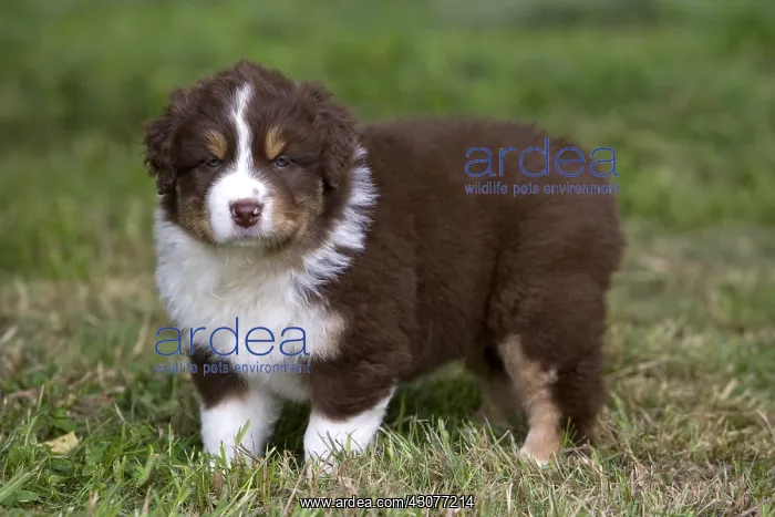 : Portrait of a Puppy Dog race Australian Shepherd : Portrait of a Puppy Dog race Australian Shepherd