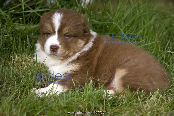 : Portrait of a Puppy Dog race Australian Shepherd : Portrait of a Puppy Dog race Australian Shepherd