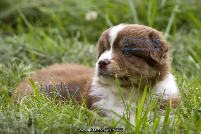 : Portrait of a Puppy Dog race Australian Shepherd : Portrait of a Puppy Dog race Australian Shepherd