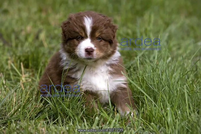 : Portrait of a Puppy Dog race Australian Shepherd : Portrait of a Puppy Dog race Australian Shepherd