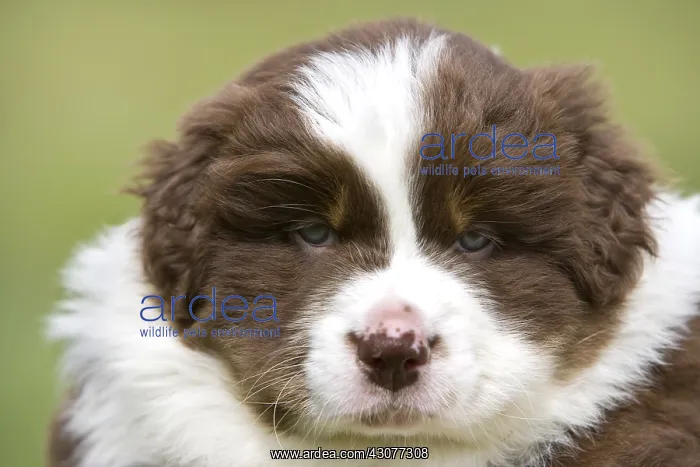 : Portrait of a Puppy Dog race Australian Shepherd : Portrait of a Puppy Dog race Australian Shepherd
