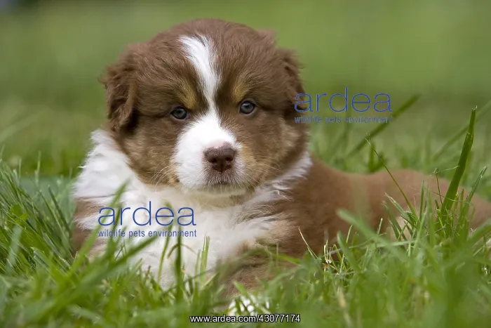 : Portrait of a Puppy Dog race Australian Shepherd France : Portrait of a Puppy Dog race Australian Shepherd France