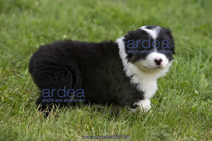 : Portrait of a Puppy Dog race Australian Shepherd walking : Portrait of a Puppy Dog race Australian Shepherd walking