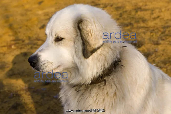 : Portrait of Pyreneean Mountain Dog Provence France : Portrait of Pyreneean Mountain Dog Provence France